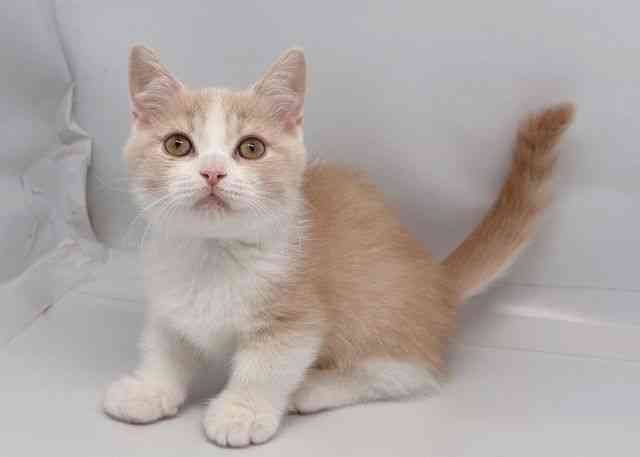 鳥取県のマンチカン (ひごペットフレンドリーイオンモール鳥取北店/2026年2月10日生まれ/男の子/クリームタビーホワイト)の子猫の2枚目の画像