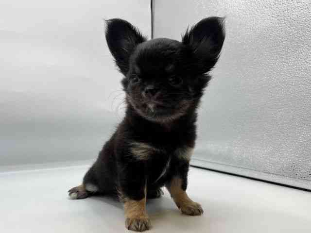 香川県のチワワ(ロング) (ひごペットフレンドリーゆめタウン高松店/2026年2月13日生まれ/女の子/ブラックタン)の子犬の2枚目の画像