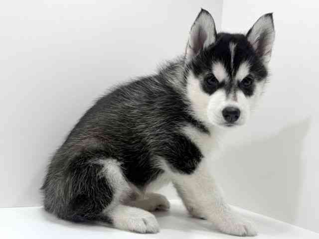 広島県のシベリアンハスキー (ひごペットフレンドリーフジグラン神辺店/2026年2月15日生まれ/男の子/ブラックホワイト)の子犬の2枚目の画像