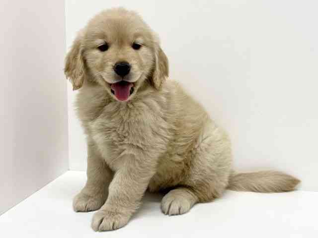 大阪府のゴールデンレトリバー (ひごペットフレンドリーくずはモール店/2026年2月14日生まれ/女の子/ゴールデン)の子犬の2枚目の画像