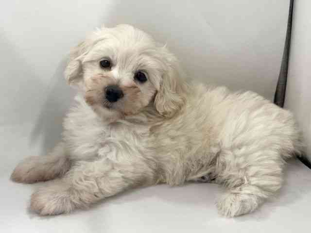 京都府のマルックス(マルチーズ×ダックス) (ひごペットフレンドリー京都店/2026年2月15日生まれ/男の子/クリーム)の子犬の2枚目の画像