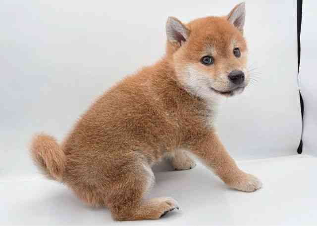 島根県の柴犬(標準サイズ) (ひごペットフレンドリーイオン松江ショッピングセンター店/2026年2月13日生まれ/男の子/赤)の子犬の2枚目の画像