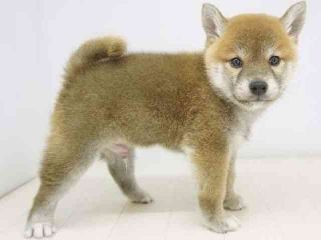 福岡県の柴犬(標準サイズ) (ひごペットフレンドリーゆめタウン筑紫野店/2026年2月13日生まれ/男の子/赤)の子犬の2枚目の画像