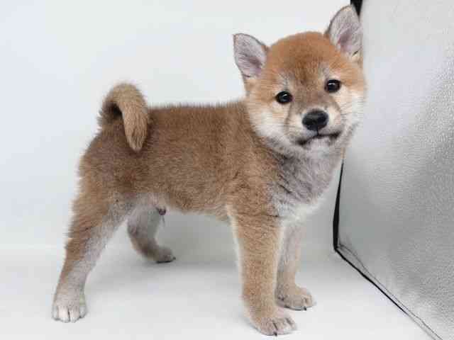 大阪府の柴犬(標準サイズ) (ひごペットフレンドリー瓜破店/2026年2月13日生まれ/男の子/赤)の子犬の2枚目の画像