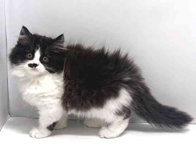 奈良県のスコティッシュフォールド (ひごペットフレンドリー奈良パワーシティ店/2026年2月14日生まれ/女の子/ブラックスモークホワイト)の子猫の2枚目の画像