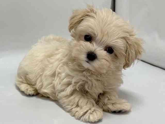 京都府のマルプー(マルチーズ×プードル) (ひごペットフレンドリー京都店/2026年2月14日生まれ/男の子/クリーム)の子犬の2枚目の画像