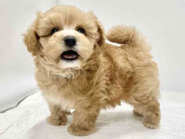 高知県のマルプー(マルチーズ×プードル) (ひごペットフレンドリーイオンモール高知店/2026年2月12日生まれ/男の子/クリーム)の子犬の2枚目の画像