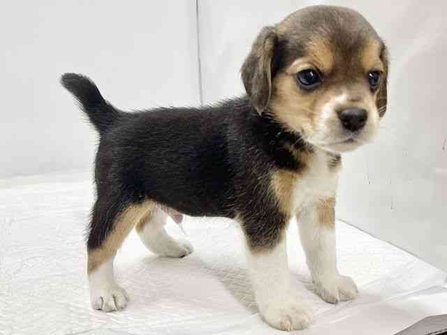 高知県のビーグル (ひごペットフレンドリーイオンモール高知店/2026年2月15日生まれ/男の子/ブラックタンホワイト)の子犬の2枚目の画像