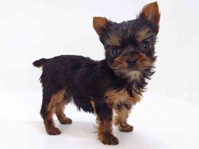 大阪府のヨークシャーテリア (ひごペットフレンドリーいこらもーる泉佐野店/2026年2月13日生まれ/女の子/スチールブルータン)の子犬の2枚目の画像