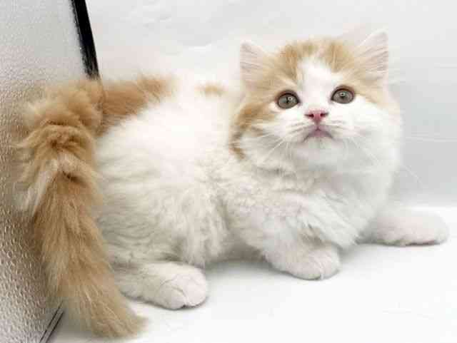 奈良県のスコティッシュフォールド (ひごペットフレンドリートナリエ大和高田店/2026年2月14日生まれ/男の子/レッドタビーホワイト)の子猫の2枚目の画像
