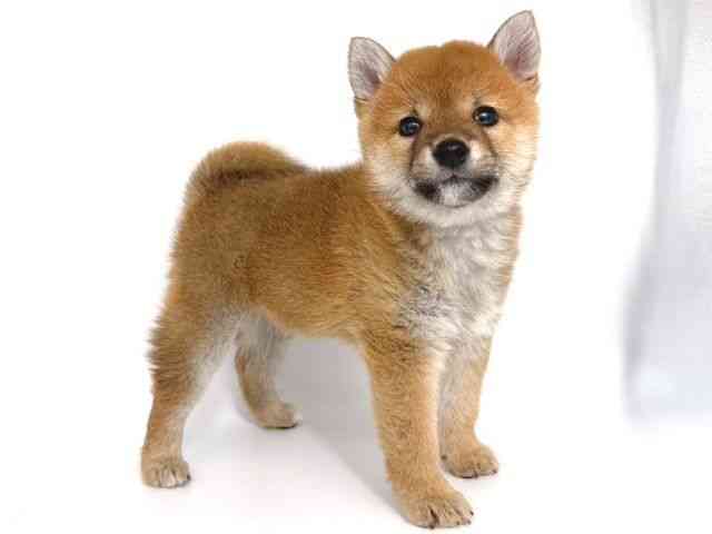 大阪府の柴犬(標準サイズ) (ひごペットフレンドリー岸和田店/2026年2月13日生まれ/女の子/赤)の子犬の2枚目の画像