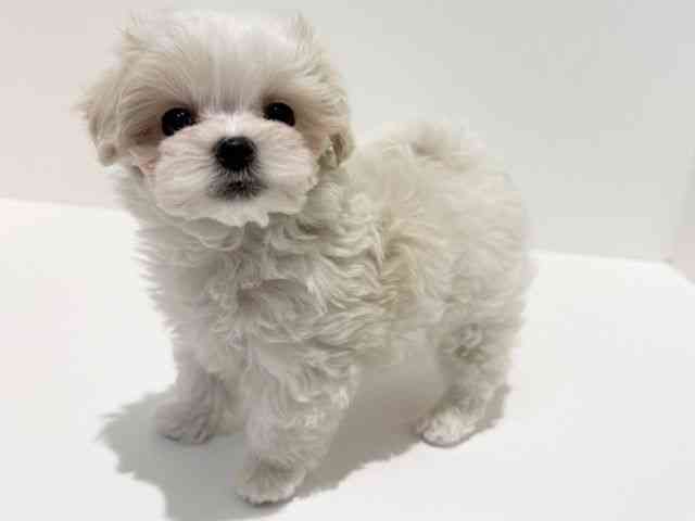 大阪府のマルプー(マルチーズ×プードル) (ひごペットフレンドリーイオン高槻店/2026年2月14日生まれ/女の子/ホワイト)の子犬の2枚目の画像