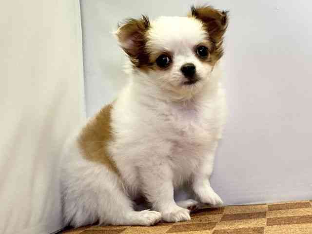 愛媛県のチワワ(ロング) (ひごペットフレンドリーエミフルMASAKI店/2026年2月14日生まれ/女の子/レッドホワイト)の子犬の2枚目の画像