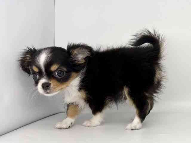 徳島県のチワワ(ロング) (ひごペットフレンドリーゆめタウン徳島店/2026年2月14日生まれ/男の子/トライカラー)の子犬の2枚目の画像