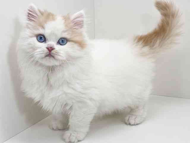 京都府のスコティッシュフォールド (ひごペットフレンドリーイズミヤショッピングセンター八幡店/2026年2月5日生まれ/男の子/クリームタビーホワイトバン)の子猫の2枚目の画像
