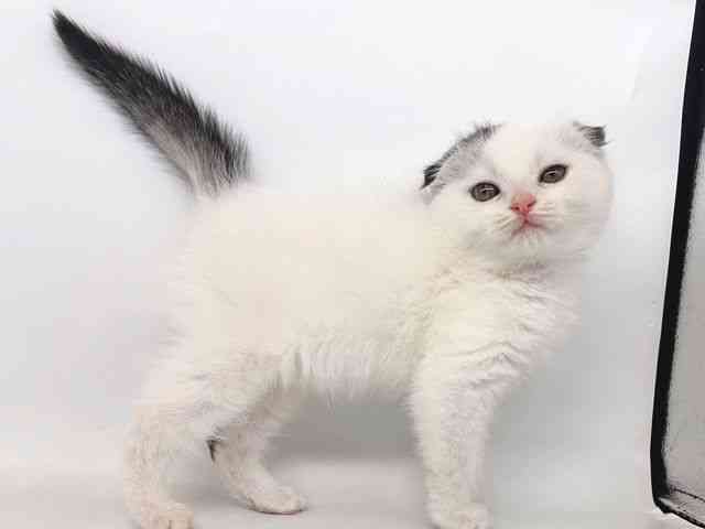 大阪府のスコティッシュフォールド (ひごペットフレンドリー瓜破店/2026年2月12日生まれ/男の子/シルバータビーホワイトバン)の子猫の2枚目の画像