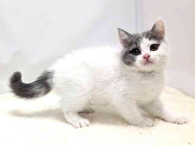 広島県のブリティッシュショートヘアー (ひごペットフレンドリーゆめタウン廿日市店/2026年2月1日生まれ/女の子/ブルータビーホワイトバン)の子猫の2枚目の画像