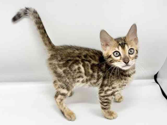 大阪府のベンガル (ひごペットフレンドリーイオンタウン豊中庄内店/2026年2月12日生まれ/男の子/ブラウンスポットタビー)の子猫の2枚目の画像