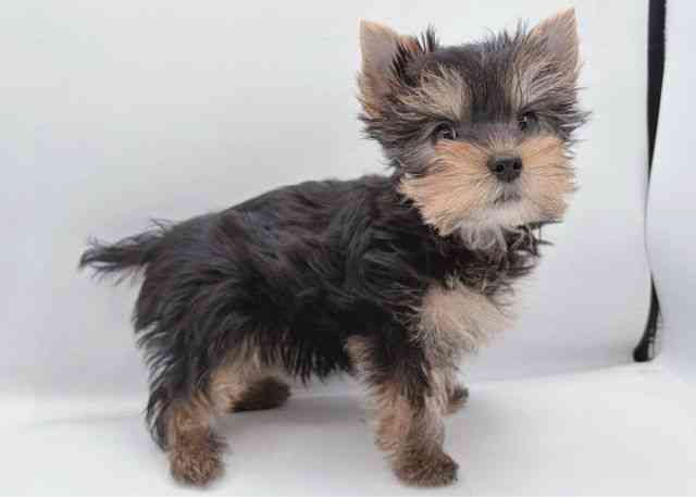 島根県のヨークシャーテリア (ひごペットフレンドリーイオン松江ショッピングセンター店/2026年1月31日生まれ/女の子/スチールブルータン)の子犬の2枚目の画像