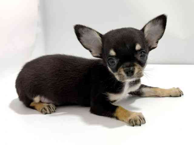 大阪府のチワワ(スムース) (ひごペットフレンドリーイズミヤショッピングセンター千里丘店/2026年2月15日生まれ/男の子/ブラックタン)の子犬の2枚目の画像