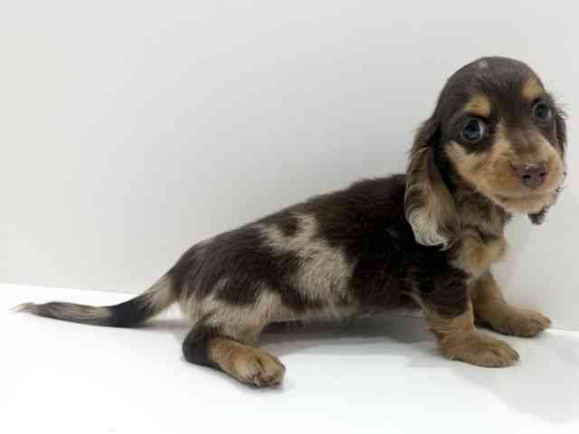 広島県のミニチュアダックスフンド(ロング) (ひごペットフレンドリーフジグラン神辺店/2026年2月14日生まれ/女の子/チョコレートダップル)の子犬の2枚目の画像