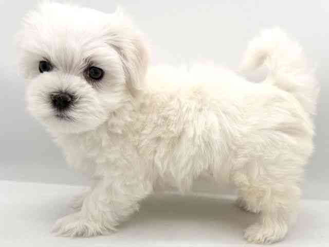 大阪府のマルチーズ (ひごペットフレンドリーイオンそよら海老江店/2026年2月14日生まれ/男の子/ホワイト)の子犬の2枚目の画像