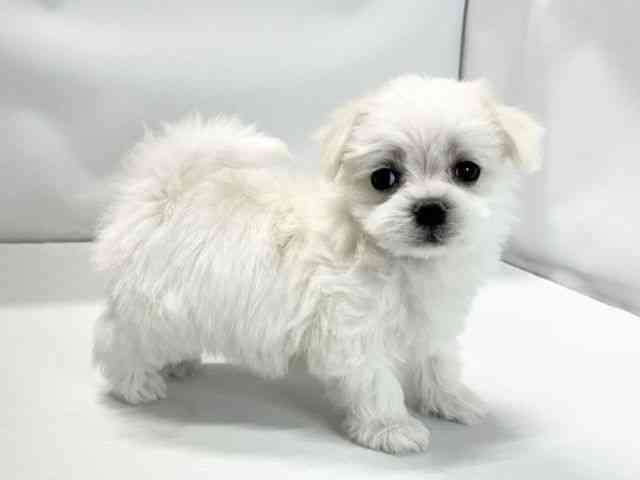 愛媛県のマルチーズ (ひごペットフレンドリーイオンモール今治新都市店/2026年2月14日生まれ/男の子/ホワイト)の子犬の2枚目の画像
