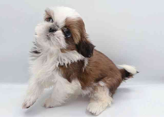 島根県のシーズー (ひごペットフレンドリーイオン松江ショッピングセンター店/2026年2月16日生まれ/女の子/ゴールドホワイト)の子犬の2枚目の画像