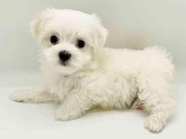 兵庫県のマルチーズ (ひごペットフレンドリーコロワ甲子園店/2026年2月15日生まれ/男の子/ホワイト)の子犬の2枚目の画像