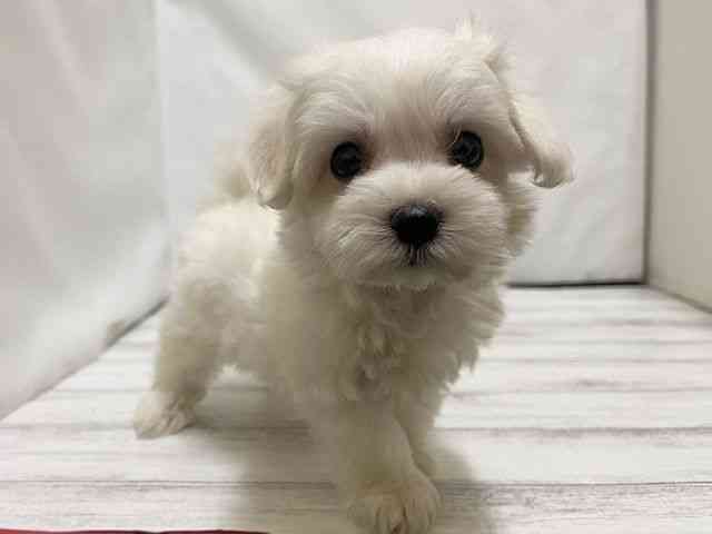 和歌山県のマルチーズ (ひごペットフレンドリーパームシティ和歌山店/2026年2月14日生まれ/男の子/ホワイト)の子犬の2枚目の画像
