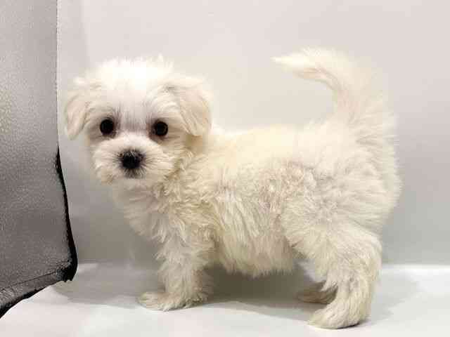 愛知県のマルチーズ (ひごペットフレンドリーヴィアモール アピタ江南西店/2026年2月14日生まれ/男の子/ホワイト)の子犬の2枚目の画像