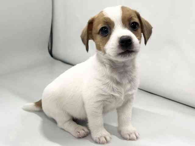 京都府のジャックラッセルテリア (ひごペットフレンドリー京都店/2026年2月14日生まれ/女の子/ホワイトタン)の子犬の2枚目の画像