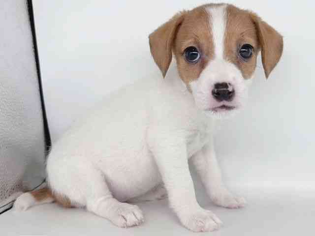 大阪府のジャックラッセルテリア (ひごペットフレンドリー瓜破店/2026年2月14日生まれ/女の子/ホワイトタン)の子犬の2枚目の画像