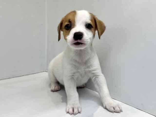 大阪府のジャックラッセルテリア (ひごペットフレンドリーセブンパーク天美店/2026年2月14日生まれ/男の子/ホワイトタン)の子犬の2枚目の画像