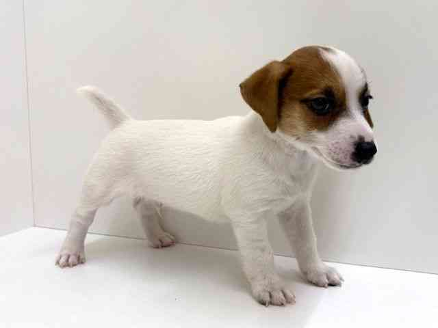 兵庫県のジャックラッセルテリア (ひごペットフレンドリーブルメールHAT神戸店/2026年2月14日生まれ/男の子/ホワイトタン)の子犬の2枚目の画像