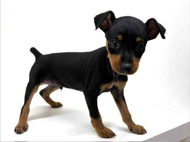 兵庫県のミニチュアピンシャー (ひごペットフレンドリーブルメールHAT神戸店/2026年2月14日生まれ/男の子/ブラックタン)の子犬の2枚目の画像