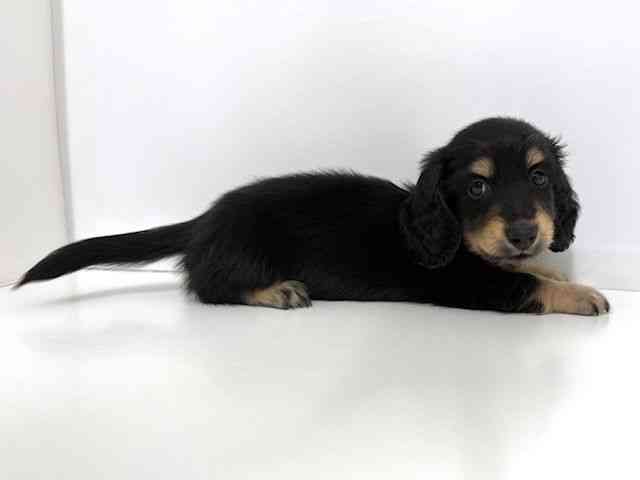 大阪府のミニチュアダックスフンド(ロング) (ひごペットフレンドリーベルファⅡ都島店/2026年2月14日生まれ/男の子/ブラックタン)の子犬の2枚目の画像