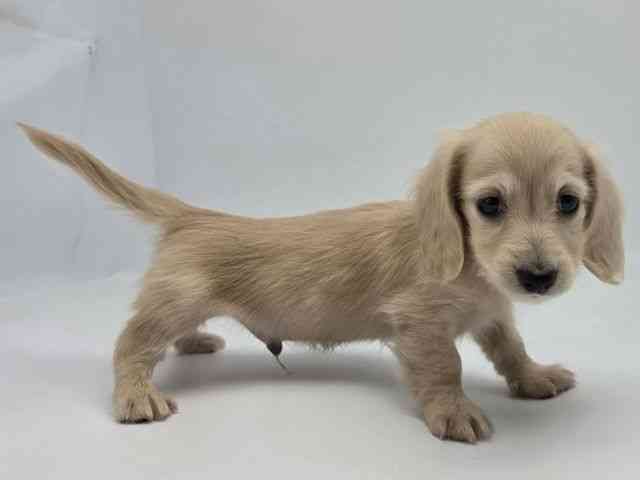 島根県のミニチュアダックスフンド(ロング) (ひごペットフレンドリーイオンモール出雲店/2026年2月15日生まれ/男の子/イエロー)の子犬の2枚目の画像