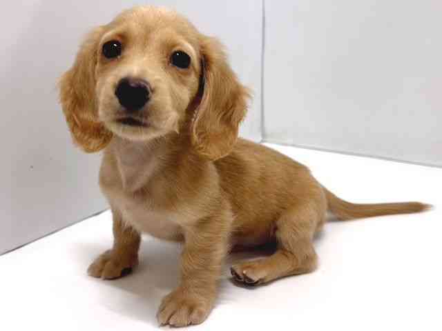 奈良県のミニチュアダックスフンド(ロング) (ひごペットフレンドリー奈良パワーシティ店/2026年2月15日生まれ/男の子/イエロー)の子犬の2枚目の画像