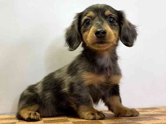 愛媛県のミニチュアダックスフンド(ロング) (ひごペットフレンドリーエミフルMASAKI店/2026年2月15日生まれ/女の子/シルバーダップル)の子犬の2枚目の画像