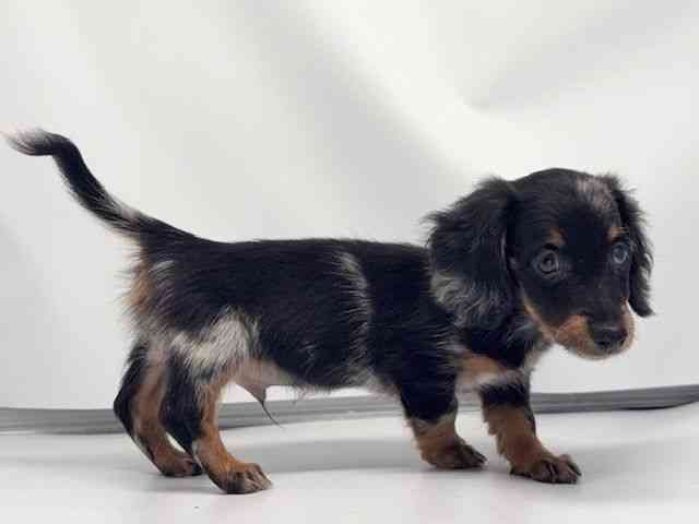 京都府のミニチュアダックスフンド(ロング) (ひごペットフレンドリー洛北阪急スクエア店/2026年2月15日生まれ/男の子/シルバーダップル)の子犬の2枚目の画像