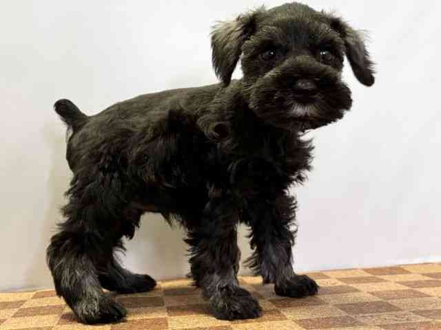 愛媛県のミニチュアシュナウザー (ひごペットフレンドリーエミフルMASAKI店/2026年2月14日生まれ/男の子/ソルトペッパー)の子犬の2枚目の画像