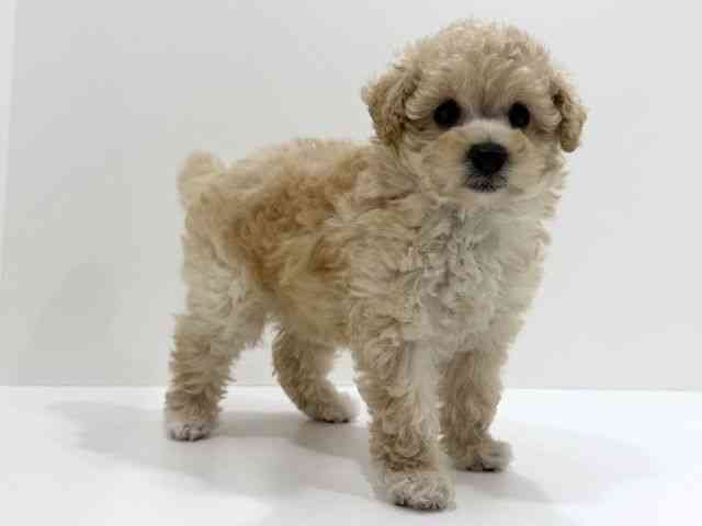 広島県のトイプードル(トイ) (ひごペットフレンドリーフジグラン神辺店/2026年2月14日生まれ/女の子/ペールフォーン)の子犬の2枚目の画像