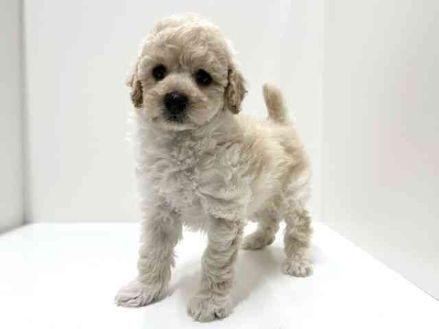 愛知県のトイプードル(トイ) (ひごペットフレンドリーららぽーと名古屋みなとアクルス店/2026年2月14日生まれ/男の子/ペールフォーン)の子犬の2枚目の画像