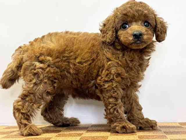 愛媛県のトイプードル(トイ) (ひごペットフレンドリーエミフルMASAKI店/2026年2月14日生まれ/女の子/レッドフォーン)の子犬の2枚目の画像