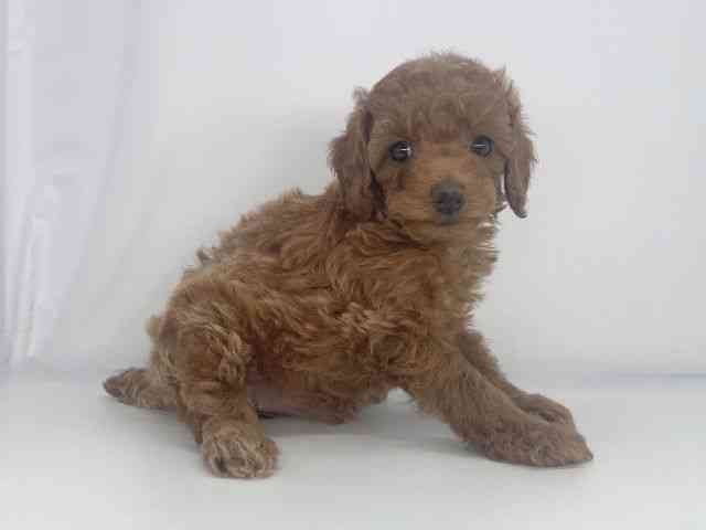 兵庫県のトイプードル(トイ) (ひごペットフレンドリーイオンタウン加古川店/2026年2月14日生まれ/女の子/レッドフォーン)の子犬の2枚目の画像