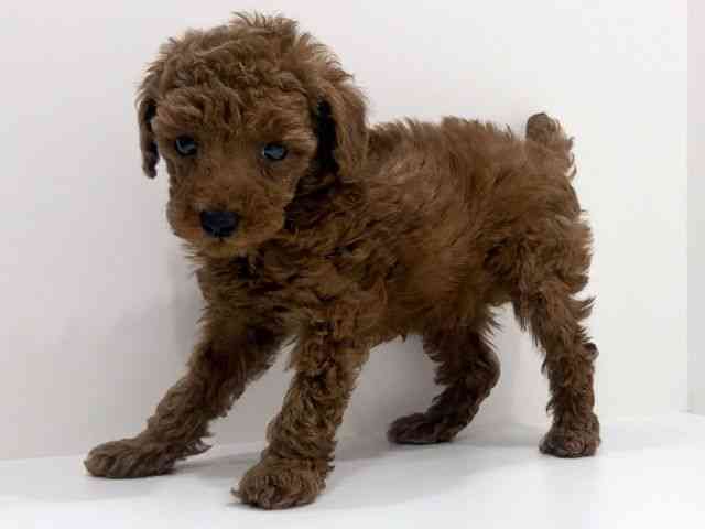 広島県のトイプードル(トイ) (ひごペットフレンドリーフジグラン神辺店/2026年2月15日生まれ/男の子/レッドフォーン)の子犬の2枚目の画像