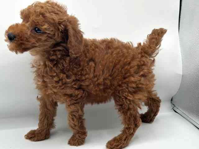 香川県のトイプードル(トイ) (ひごペットフレンドリーゆめタウン高松店/2026年2月15日生まれ/男の子/レッドフォーン)の子犬の2枚目の画像