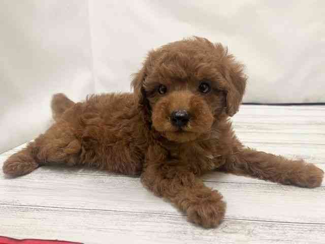 和歌山県のトイプードル(トイ) (ひごペットフレンドリーパームシティ和歌山店/2026年2月15日生まれ/男の子/レッドフォーン)の子犬の2枚目の画像