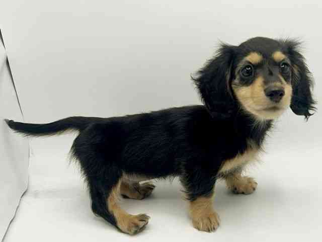 大阪府のミニチュアダックスフンド(ロング) (ひごペットフレンドリーみのおキューズモール店/2026年1月10日生まれ/男の子/ブラックタン)の子犬の2枚目の画像